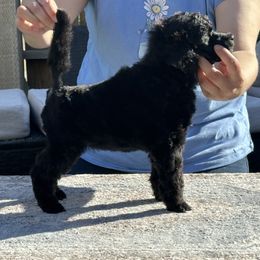 Juliet - Parti female Poodle puppy in Ephrata, Washington from NCR Ranch