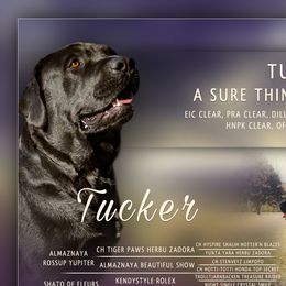 Tucker - Labrador Retriever