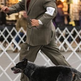 Australian Cattle Dogs from JDI Enterprises