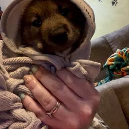 Shiba Inu Puppies from Animal Farm Shiba Inus & Mameshibas