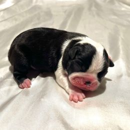 Gemma- EUROPEAN - Black and white female Boston Terrier puppy in Purdy, Missouri from Luxe Dynasty