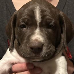 German Shorthaired Pointers from Bethlehem Farms