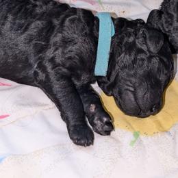 Jaden - Blue female Poodle puppy in Killingly, Connecticut from Isfahel Kennels
