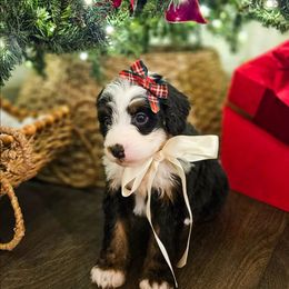 Gingersnap - Tri-color female Bernedoodle puppy in Russell Springs, Kentucky from 270 Doodles