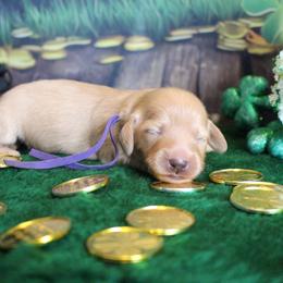Violet - Cream female Dachshund puppy in Pace, Florida from Shoebox Doxie’s
