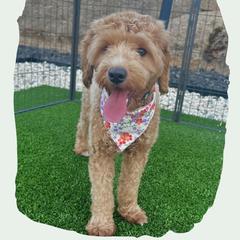Billie - Goldendoodle