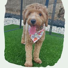 Billie - Goldendoodle
