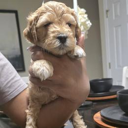 Colt (black collar) - Apricot male Goldendoodle puppy in Richmond, Virginia from Highland Grove Doodles, LLC