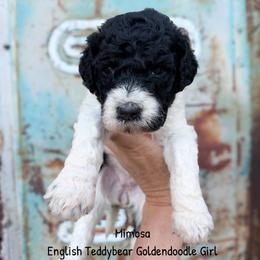 Mimosa English Teddybear - Parti female Goldendoodle puppy in Grove, Oklahoma from Guinn Family Farms
