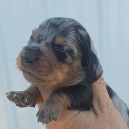 Blitz - Dapple male Dachshund puppy in Harrison, Arkansas from Dachshunds on the Hill