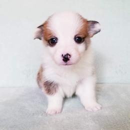 American Corgi and Pembroke Welsh Corgi Puppies from Whimsical Treasure Corgis