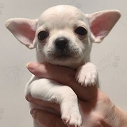 Chihuahua Puppies from Precious Paws of Florida