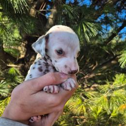 Girl Liver - White and liver brown female Dalmatian puppy in Pine City, Minnesota from Rock Creek Dalmatians