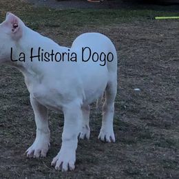 Dogo Argentino Puppies from La Historia Dogo