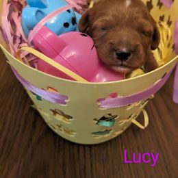 Lucy - Red Cavapoo puppy in Lincolnton, North Carolina from Home Sweet Home Puppies