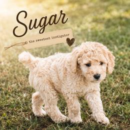Sugar - Cream female Goldendoodle puppy in Madison, Georgia from Wildflower Doodles