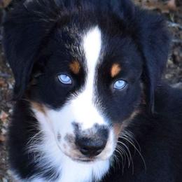 Justice with blue eyes - Black tri-color male Australian Shepherd puppy in Falcon, Missouri from www.maubachranch.com