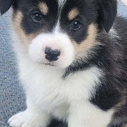 Collies and Pembroke Welsh Corgis from Dunnideer Farm