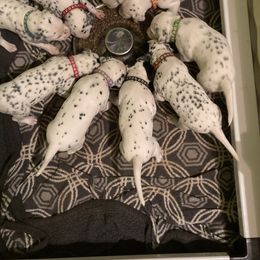 Dalmatian Puppies from Dalmatians of Rutland Ranch