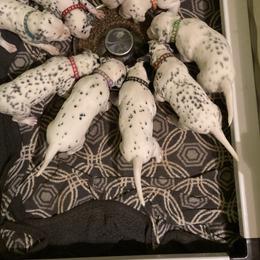 Dalmatian Puppies from Dalmatians of Rutland Ranch