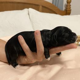 Girl 3 - Black female Cocker Spaniel puppy in Cincinnati, Ohio from Sweet Peach Cocker Spaniels