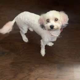 CoCo - Shihpoo