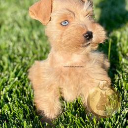 Miniature Schnauzer Puppies from Crown Schnauzers KC