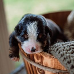 Finn - Tri-color Bernese Mountain Dog puppy in Inman, South Carolina from Shadow Acres