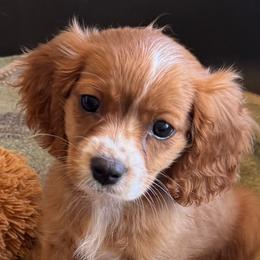 Australian Shepherds and Cavapoos from Dubose Kennels