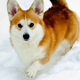 Shiloh - Pembroke Welsh Corgi