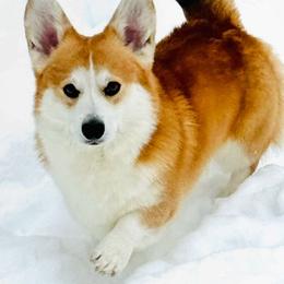 Shiloh - Pembroke Welsh Corgi