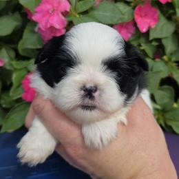 White Blk Girl - Black and white female Shih Tzu puppy in Vinita, Oklahoma from Locust Creek Shih Tzu & Havanese