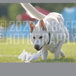 Bleu - German Shepherd