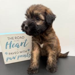 Gold - Wheaten female Soft Coated Wheaten Terrier puppy in Grand Prairie, Texas from Wonderful Wheatens