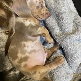 Dachshund Puppies from Doxie Dapples