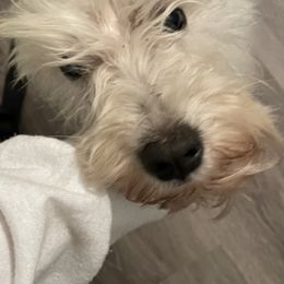 Miniature Schnauzers from Carlea's Miniature Schnauzers