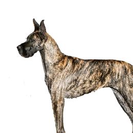 Aurora  - Great Dane