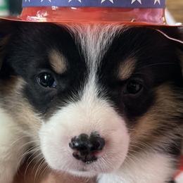 Pembroke Welsh Corgis from Amber Mayhew