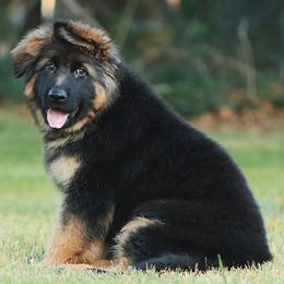 BOSS - Black and red male German Shepherd puppy in Herriman, Utah from VMS Shepherds