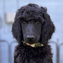 Oprah - Black female Poodle puppy in Nederland, Texas from Lingo Standard Poodles