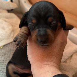Black and Tan Boy - Black and tan male Dachshund puppy in Rutherfordton, North Carolina from Ziva's Friends