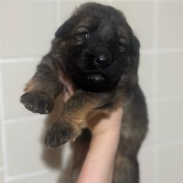 Sable - Sable male German Shepherd puppy in Pickens, South Carolina from Von Maqqedah Haus German Shepherds