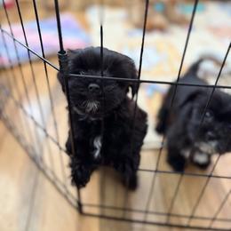 Buddy - Parti male Yorkshire Terrier puppy in Zephyrhills, Florida from Jewels Pups