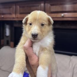 Olympia - Sable merle and white female Collie puppy in Bennett, Colorado from CYNDELLA COLLIES