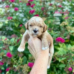 Melody - Red female Cavapoo puppy in Midland, Michigan from Northern Charm Farm