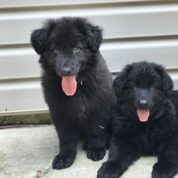 Shiloh Shepherd Puppies from Echo Shilohs