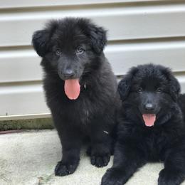 Shiloh Shepherd Puppies from Echo Shilohs