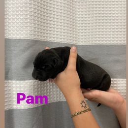 Great Dane Puppies from RP DANES