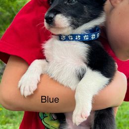 Dark blue - Black and white female Border Collie puppy in Rural Retreat, Virginia from Hidden Acres Farm Corgis