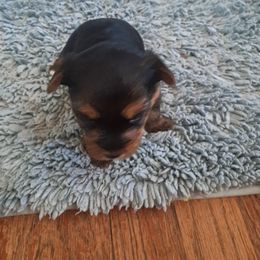 Yorkshire Terrier Puppies from Jackie's Yorkies